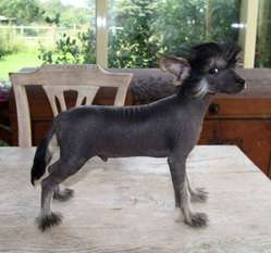 Be My Dog's Broadway Bh Be My Dog's Broadway Bh