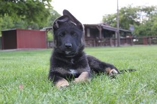 Figo-Adlerauge von Gondor Figo-Adlerauge von Gondor