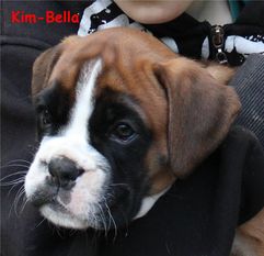 Kim-Bella vom Normannstein Kim-Bella vom Normannstein