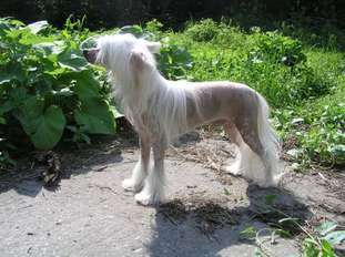 Malchik Major Malchik Major