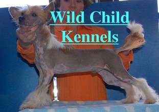 Wild Child Pigley Wild Child Pigley