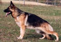 Tosca von der Friedersdorfer Flur