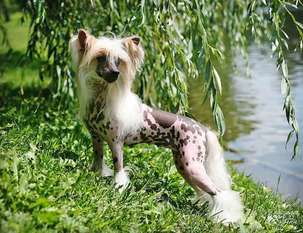 Olegro Katrin Chardone Olegro Katrin Chardone