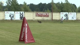 Gesper vom Wolfisherde Gesper vom Wolfisherde