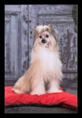 Moonwalk Top Model De Rama Moonwalk Top Model De Rama
