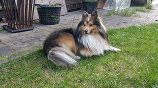 Spike (276096901081487) Spike (276096901081487)