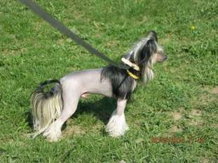Del Terro Perros Nyeishn Del Terro Perros Nyeishn