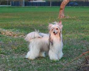 Golden Diamond Cresteds Lilianne Golden Diamond Cresteds Lilianne