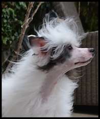 Unicorn Crested Mania Alaska Ice Unicorn Crested Mania Alaska Ice