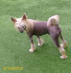 Cat's China Dogs Ultra Red Wonder Cat's China Dogs Ultra Red Wonder