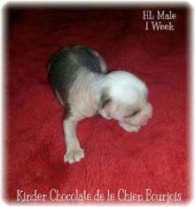 Kinder Chocolate De Le Chien Bourjois Kinder Chocolate De Le Chien Bourjois