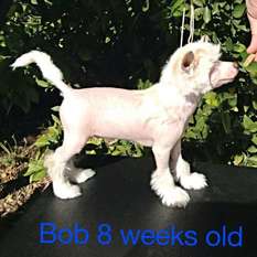 Nina's K Biker Bob Nina's K Biker Bob