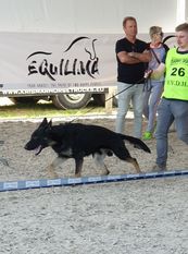 Rexx Magic van Esblokhof Rexx Magic van Esblokhof