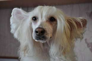 Anna Sky Kennel Tabasco Anna Sky Kennel Tabasco