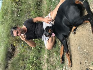 Astro Avangarde Dogsport Astro Avangarde Dogsport