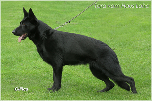 Tara vom Haus Lohe Tara vom Haus Lohe