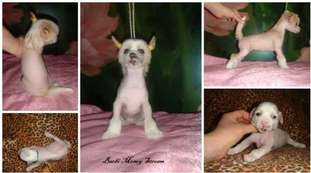 Barbi Money Sream Barbi Money Sream