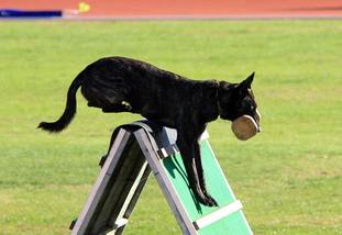 Eros Fly Dogs Attak Eros Fly Dogs Attak