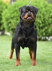 Goliath Timit-Tor Goliath Timit-Tor