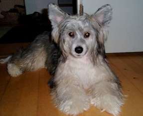 Golden Diamond Cresteds Frazee Golden Diamond Cresteds Frazee