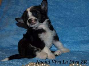 Naomi Viva La Diva Zingall Roz Naomi Viva La Diva Zingall Roz