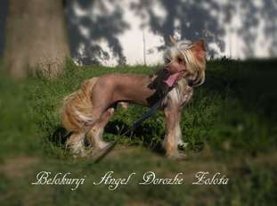 Belokuryi Angel Dorozhe Zolota Belokuryi Angel Dorozhe Zolota