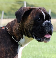 Quixy von der Nordheide Quixy von der Nordheide