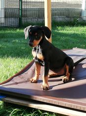 Amy München Pinscher Amy München Pinscher