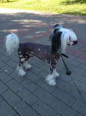 Anna Sky Kennel Zamba Style Anna Sky Kennel Zamba Style