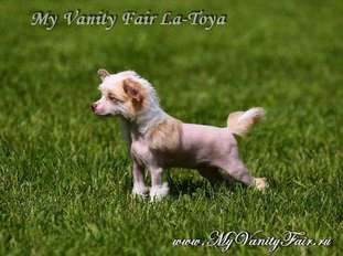 My Vanity Fair La-toya My Vanity Fair La-toya