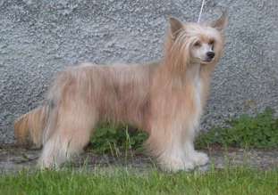 Anna Sky Kennel Absolutely Fabulous Anna Sky Kennel Absolutely Fabulous