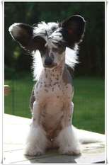 Frenja Just Handsome Frenja Just Handsome
