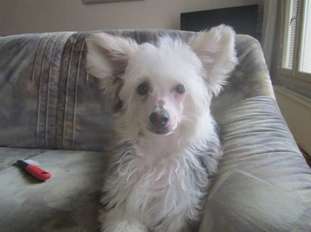 Chan-royce Eevi Chan-royce Eevi