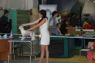 Grand Show Zealous My Kissi Kiss Grand Show Zealous My Kissi Kiss