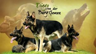Diego von der Burg Gemen Diego von der Burg Gemen