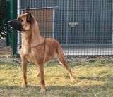 Foxie des Plaines d'Octodure