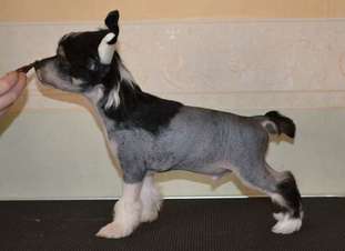 Fabulous Dogs Alfred Nobel Fabulous Dogs Alfred Nobel