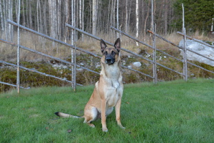 Ullhedens Yago Ullhedens Yago