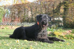 Cedric vom Lindelbrunn Cedric vom Lindelbrunn