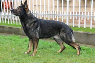 Gomez von den Grauen von Monstab Gomez von den Grauen von Monstab