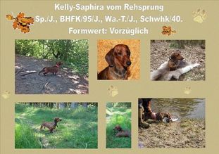 Kelly-Saphira vom Rehsprung Kelly-Saphira vom Rehsprung