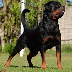 Boomer vom Schwarzen Skorpion Boomer vom Schwarzen Skorpion