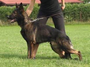 Ares All Proffesore Ares All Proffesore