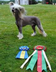Krysolit Grand Prix Krysolit Grand Prix