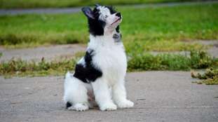 Anna Sky Kennel Zenovia Anna Sky Kennel Zenovia