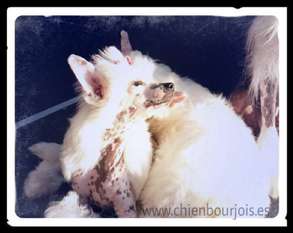 Lupita De Le Chien Bourjois Lupita De Le Chien Bourjois