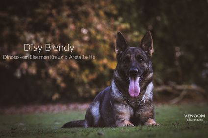 Disy Blendy Disy Blendy
