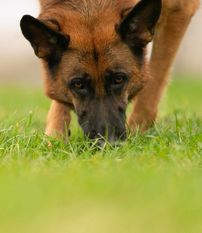 Faerhund Yalla Faerhund Yalla