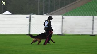 Timo von Bellissimo Timo von Bellissimo