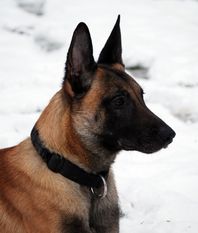Baxter von der Killertalschanze Baxter von der Killertalschanze